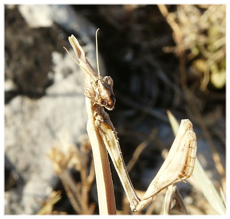 Empusa pennata....?